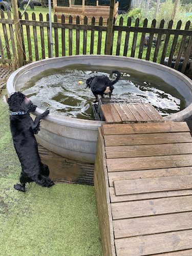 K9 rec — secure dog field in Taunton