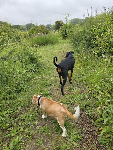 Shepherds Rest Dog Retreat — secure dog field in Ipswich