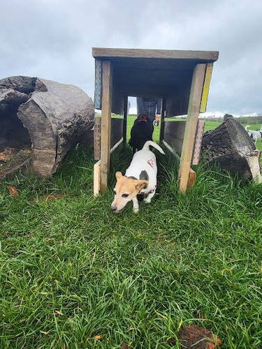 Adventure Paws Dog Walking Field — secure dog field in Darlington