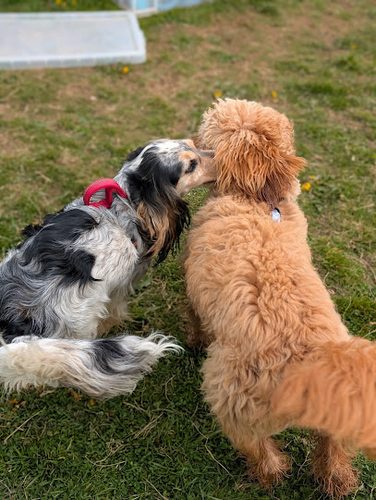 Maes Barcio — secure dog field in Ruthin
