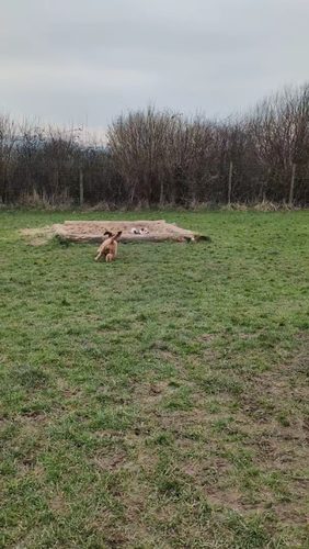 Burns Community Dog Adventure Field (1) — secure dog field in Kidwelly