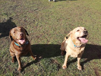 The Dog Paddock — secure dog field in Newtown