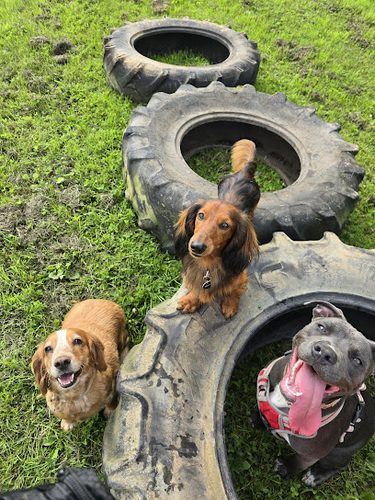 Wags 'n' Whiskers Dog Paddock - St Austell — secure dog field in Saint Austell