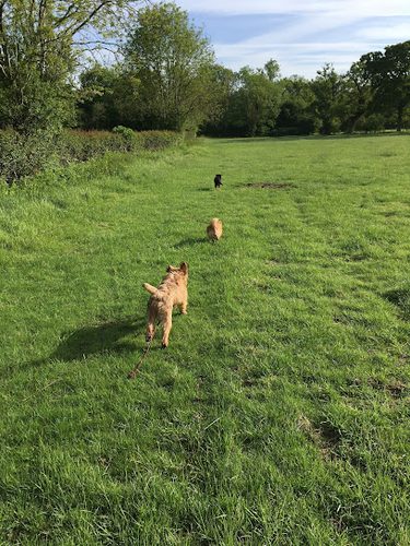 Bankside Farm Dog Exercise Field — secure enclosed dog field in Ditchling Common, West Sussex