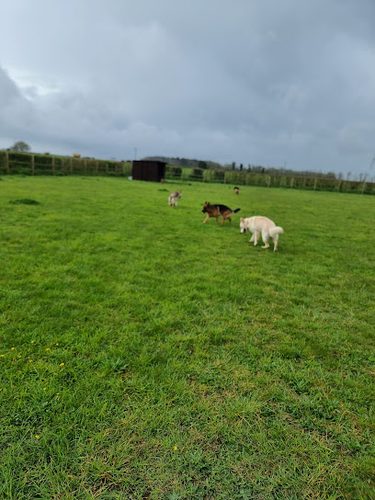 Pear Tree Paws — secure dog field in Ipswich