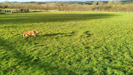 Saundersfoot Dog Park — secure dog field in Kilgetty