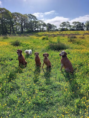 Holmans Dog Walking Fields — secure dog field in Heathfield