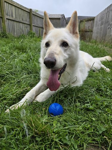 Extremus Dog Training Ltd — secure dog field in Carmarthen