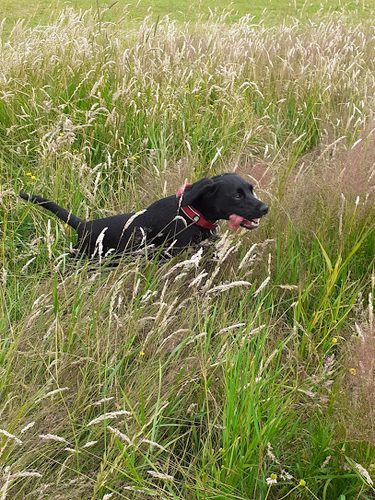 South Acres Dog Fields - Darlington — secure dog field in Darlington