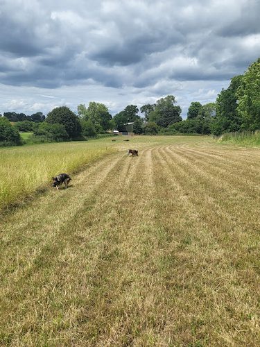Phoebe's Place — secure dog field in Hitchin