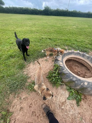 Pooches Paddock — secure dog field in Crediton