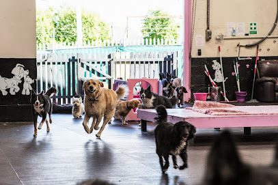 Dog Day Care Training Centre at Safe Paws — secure dog field