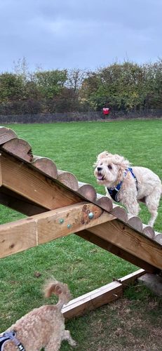 Grafton Dog Field — secure dog field in Hereford