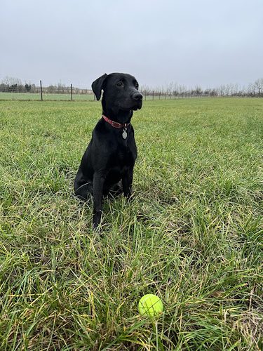 Top Dog Paddocks — secure dog field