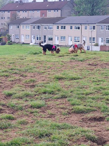 Run Free Dog Fields - Bearsden — secure dog field in Clydebank