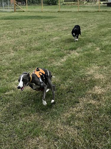 Waggy Tails Play Park — secure dog field in Canterbury