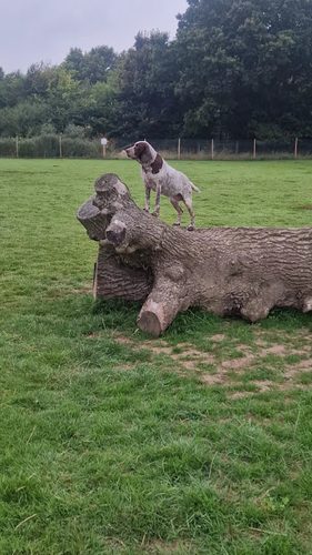 My Dog Run - Ashley Green — secure dog field in Chesham