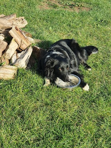 RhoBull Dog Park — secure dog field in Waterlooville