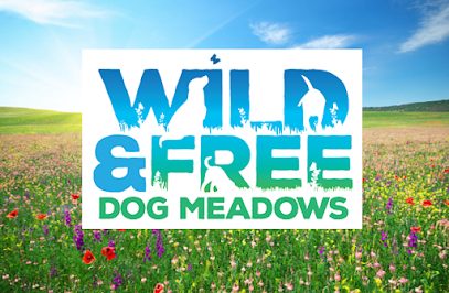 Wild and free Dog Meadows — secure dog field in Fordingbridge