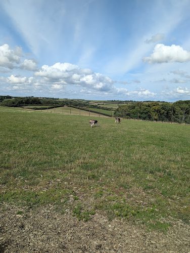 Runmoor Dog Park — secure dog field in Exeter