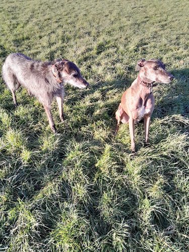 The Freedom Field At Moorwood Moor — secure dog field in Alfreton