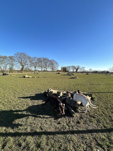 Bow Wow Dog Adventures & Secure Field — secure dog field in Bury Saint Edmunds