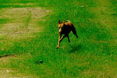 EastKentDogFields — secure dog field in Faversham