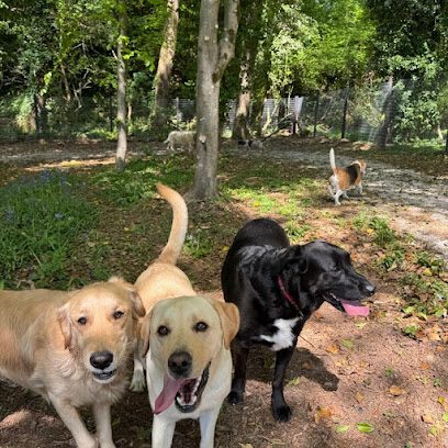 The Dog Field @ Perfect Pet Services — secure dog field in Caldicot