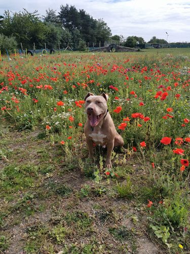 Kaiser &Rockys freedom field — secure dog field in Loanhead