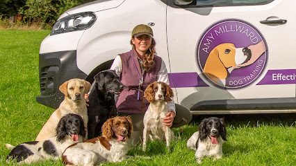 Amy Millward Dog Training — secure dog field in Carmarthen