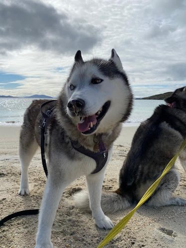 All Paws Dog Training — secure dog field in Ashington