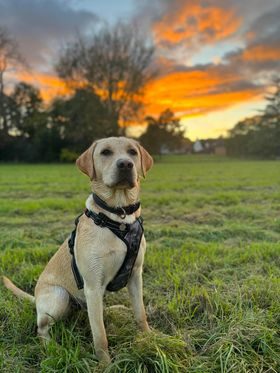 River Meadow Dog Walking Fields — secure dog field in Stratford-upon-Avon