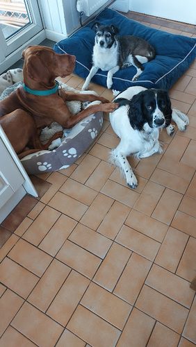 Pawfect Dog — secure dog field in Morpeth