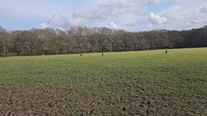 Horse Ghylls Secure Dog Walking Field — secure enclosed dog field in Horsham, West Sussex