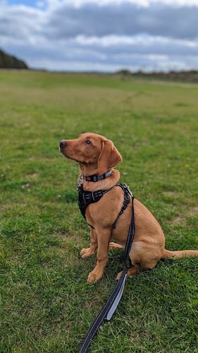 Percy's Paddock — secure dog field in Winchester