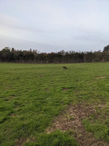 Marilyn's Meadow — secure dog field in Hereford