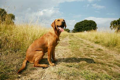 Paw Paddock - Liss — secure dog field in Liss