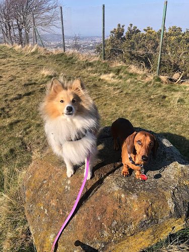Edinburgh Urban Dog Walker — secure dog field