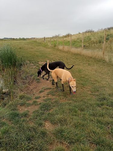 Tom and Ted's — secure dog field in Colchester