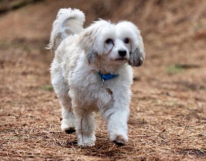 Mad Mutts! — secure dog field in Dorchester