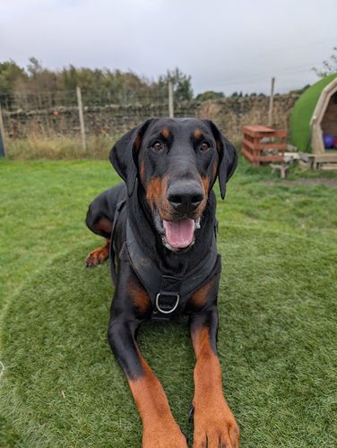 Bingley View Dog Park — secure dog field in Keighley