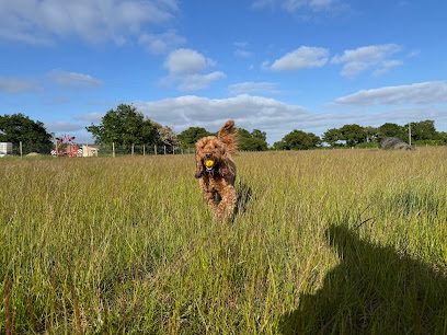 The Meadow; Secure Dog Field — secure dog field in Ipswich