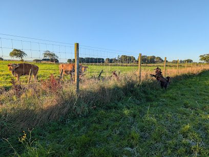 Yoshi's Doggy Play Area — secure dog field in Starthaven