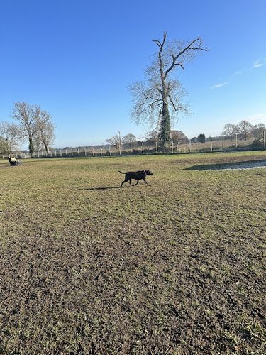 My Dog Run Woodside — secure dog field in Luton