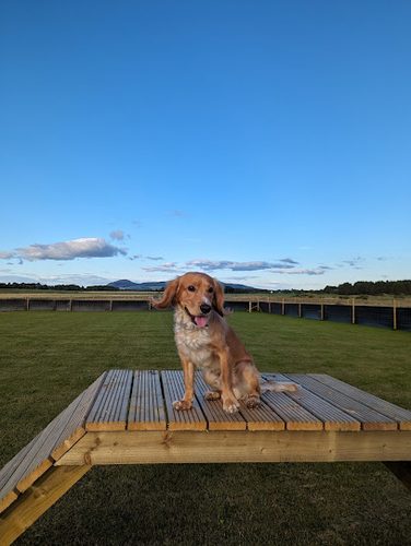 Pawmill Kinross Dog Park — secure dog field in Kinross