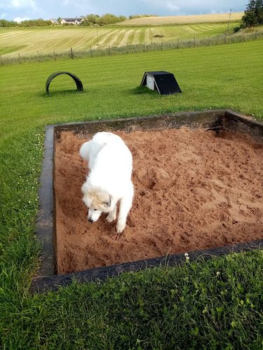 Gamrie Dog Field — secure dog field in Banff