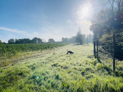 Blackboys dog meadow — secure dog field in Uckfield