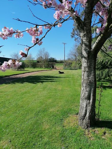 Brampford Speke Dog Paddock — secure dog field in Exeter