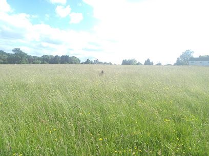 Gorsley Dog Walks — secure dog field in Ross-on-Wye
