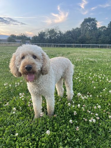 Disney Dog Field — secure dog field in Lincoln